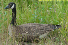 nesting goose